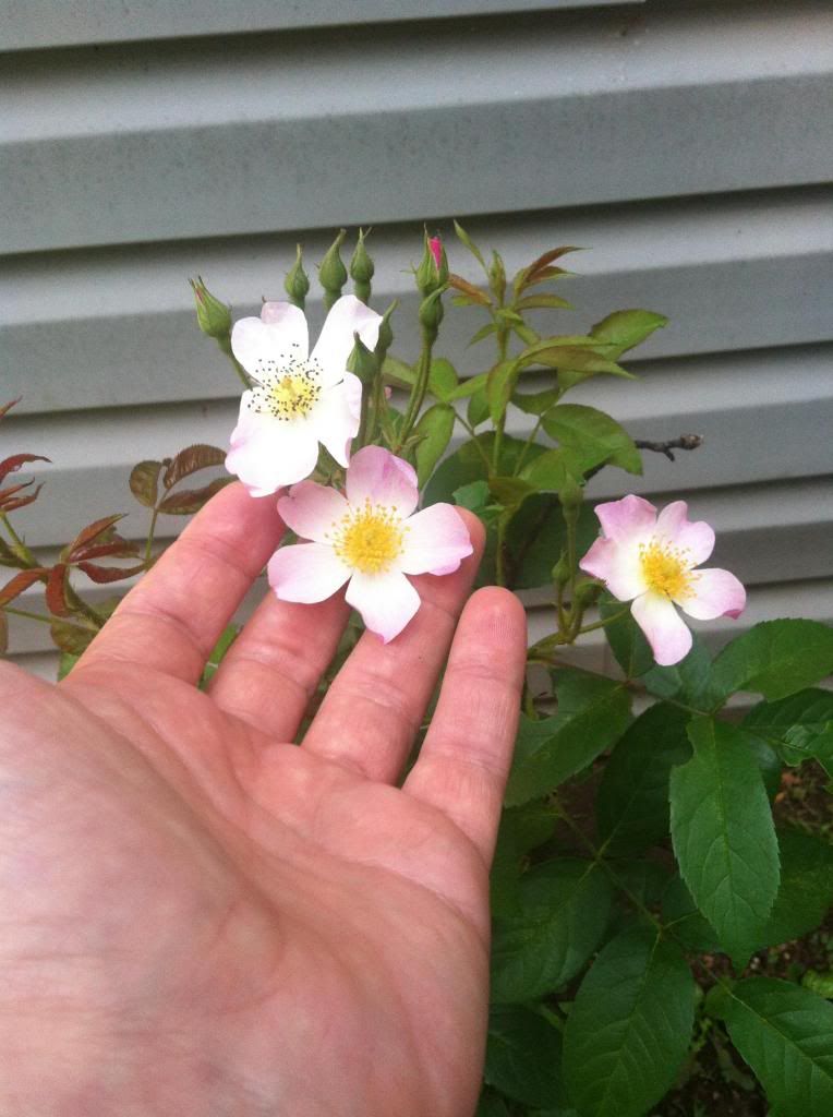 Flowers on 'Lyda Rose' on 6/19/13. photo IMG_0307_zpsfe5f903a.jpg